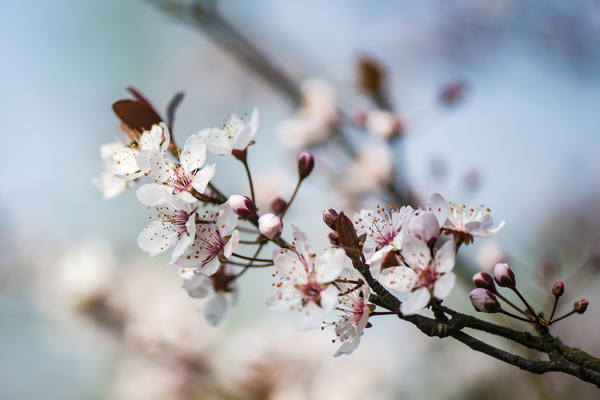 fleurs de bach 4