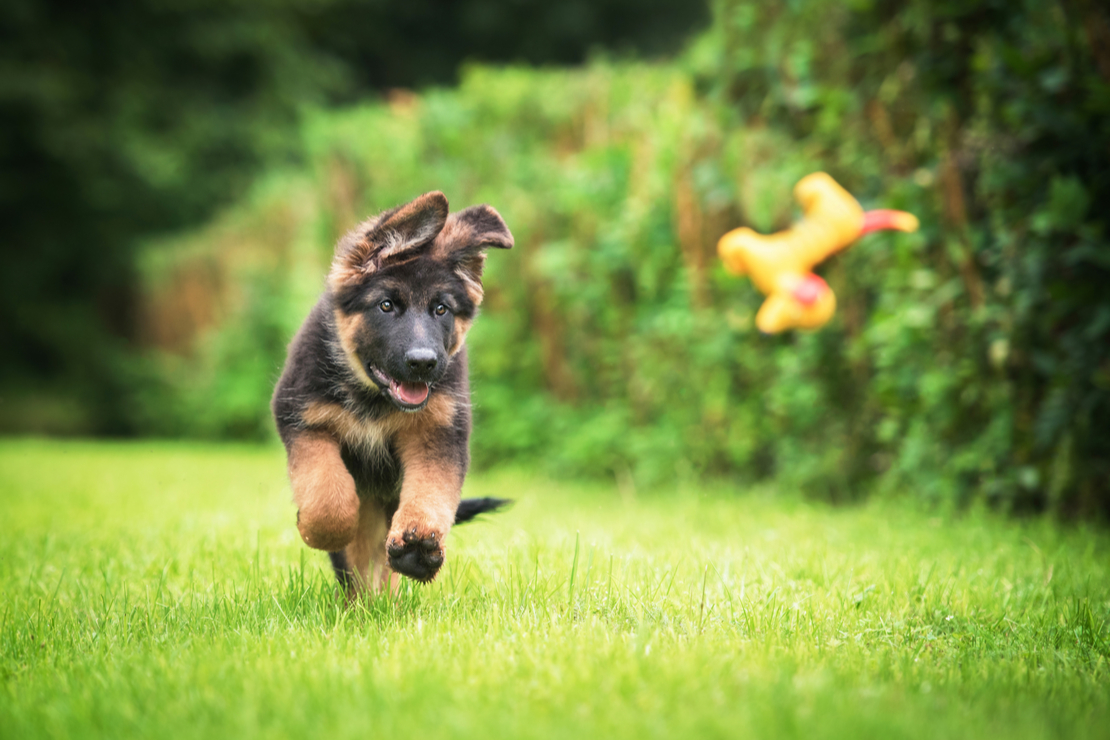 stress chez le chien