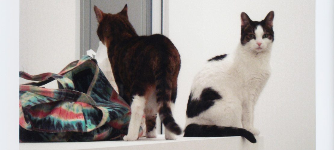 L Art Contemporain Et Le Chat Fifty Me Magazine L Art Contemporain Et Le Chat Fifty Me Magazine