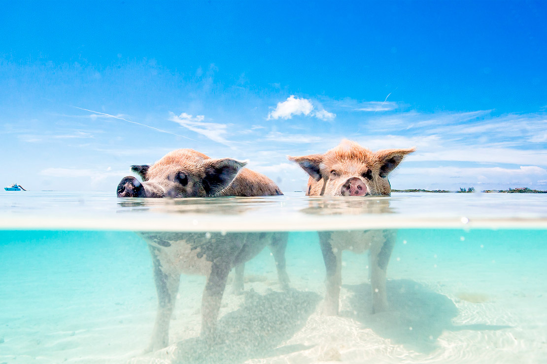 besoin de soleil? partez et découvrez les bahamas