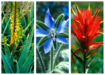 photos fleurs californiennes