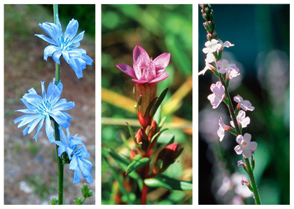 photos fleurs de bach