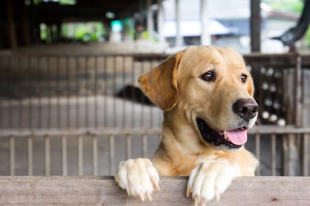 photo chien qui a chaud