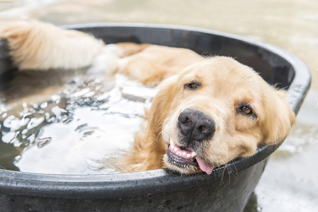 photo chien dans l'eau