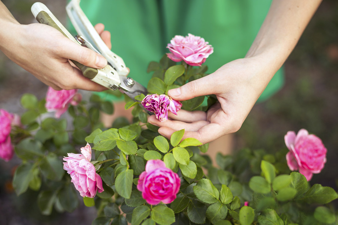 photo entretien rosiers