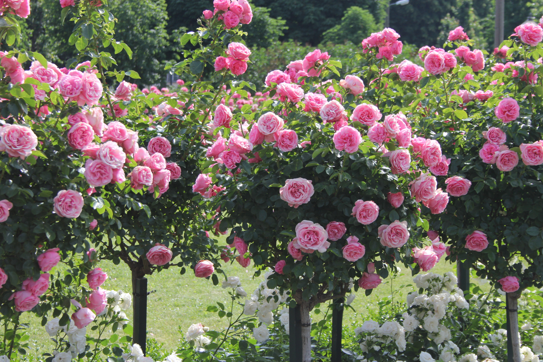 entretient des rosiers