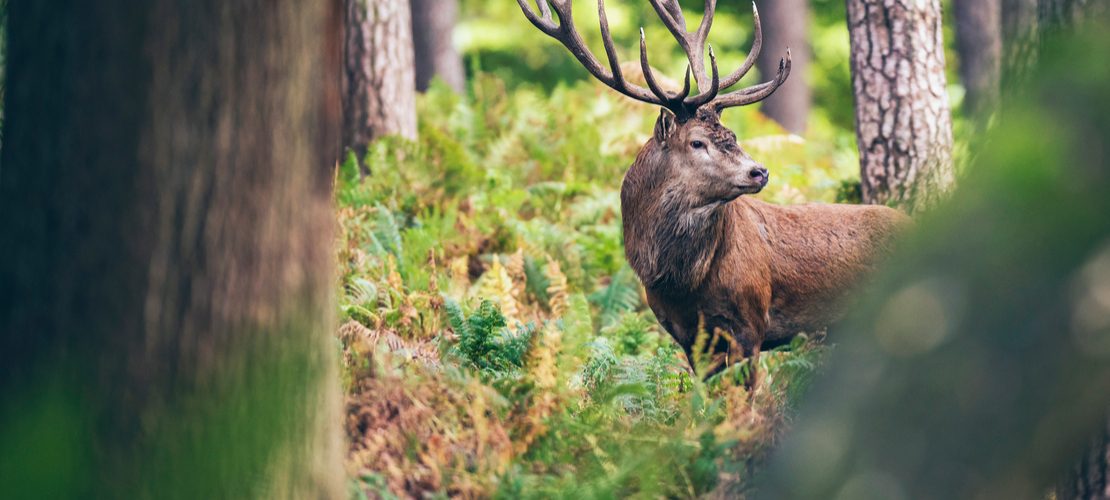 séjours à thème dans les Ardennes