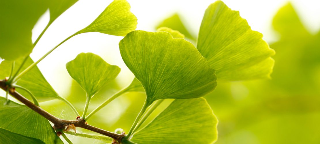 gingko