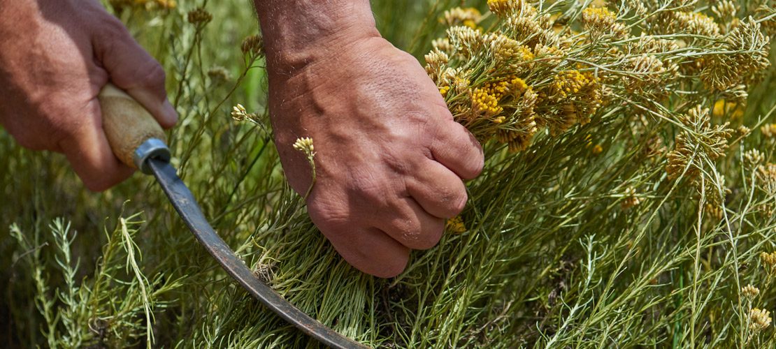immortelle