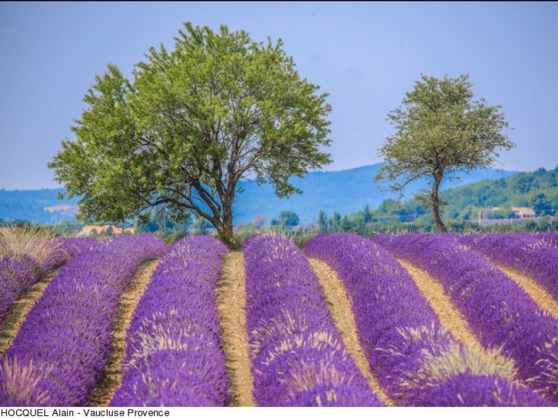 lavande Vaucluse