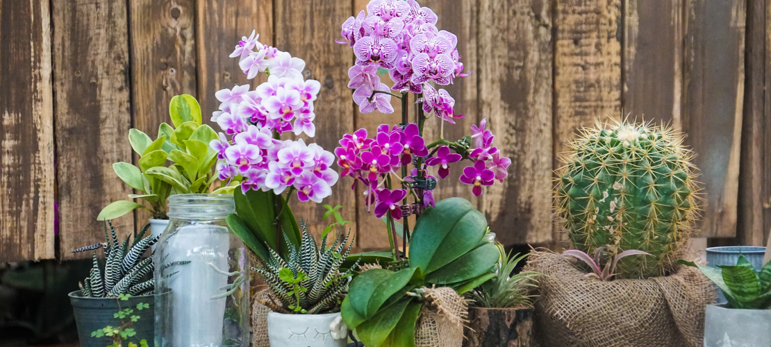 plantes porte-bonheur