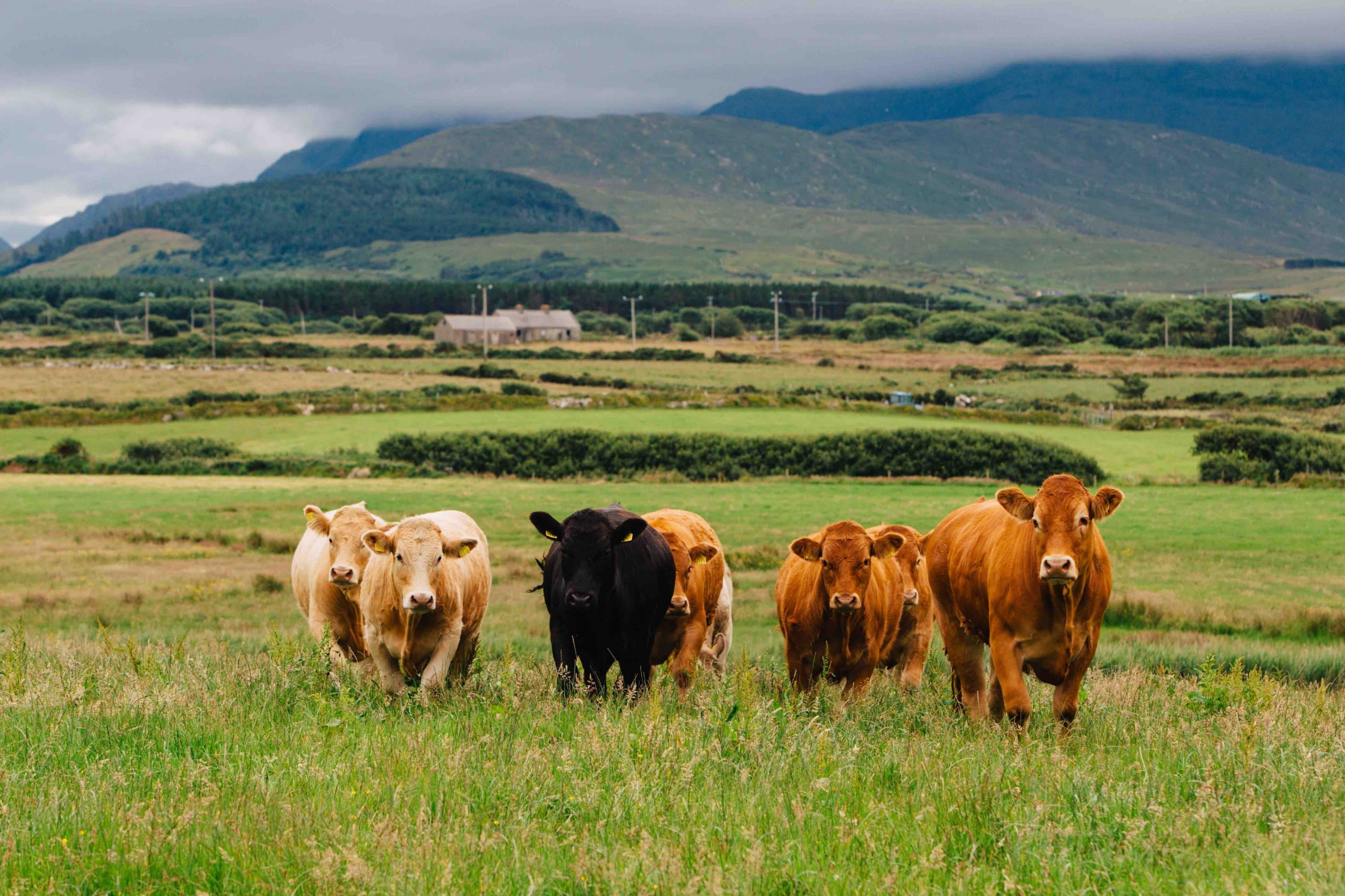 boeuf irlandais