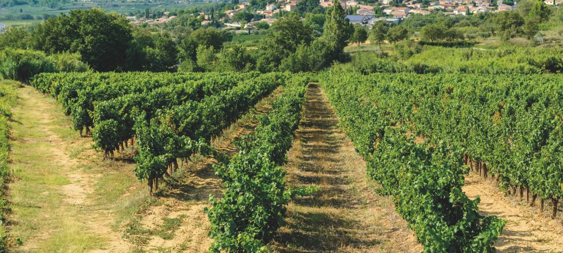 vins du Roussillon