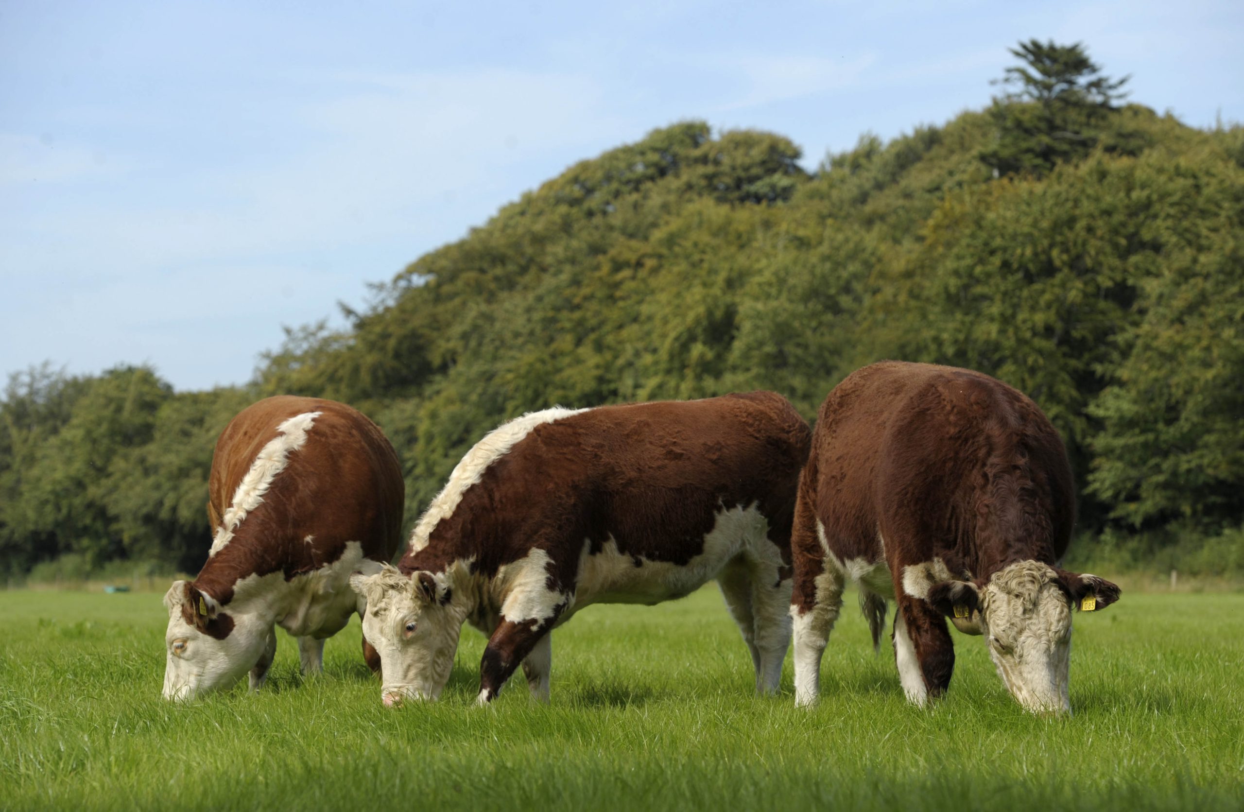 élevage de bétail en plein air en irlande