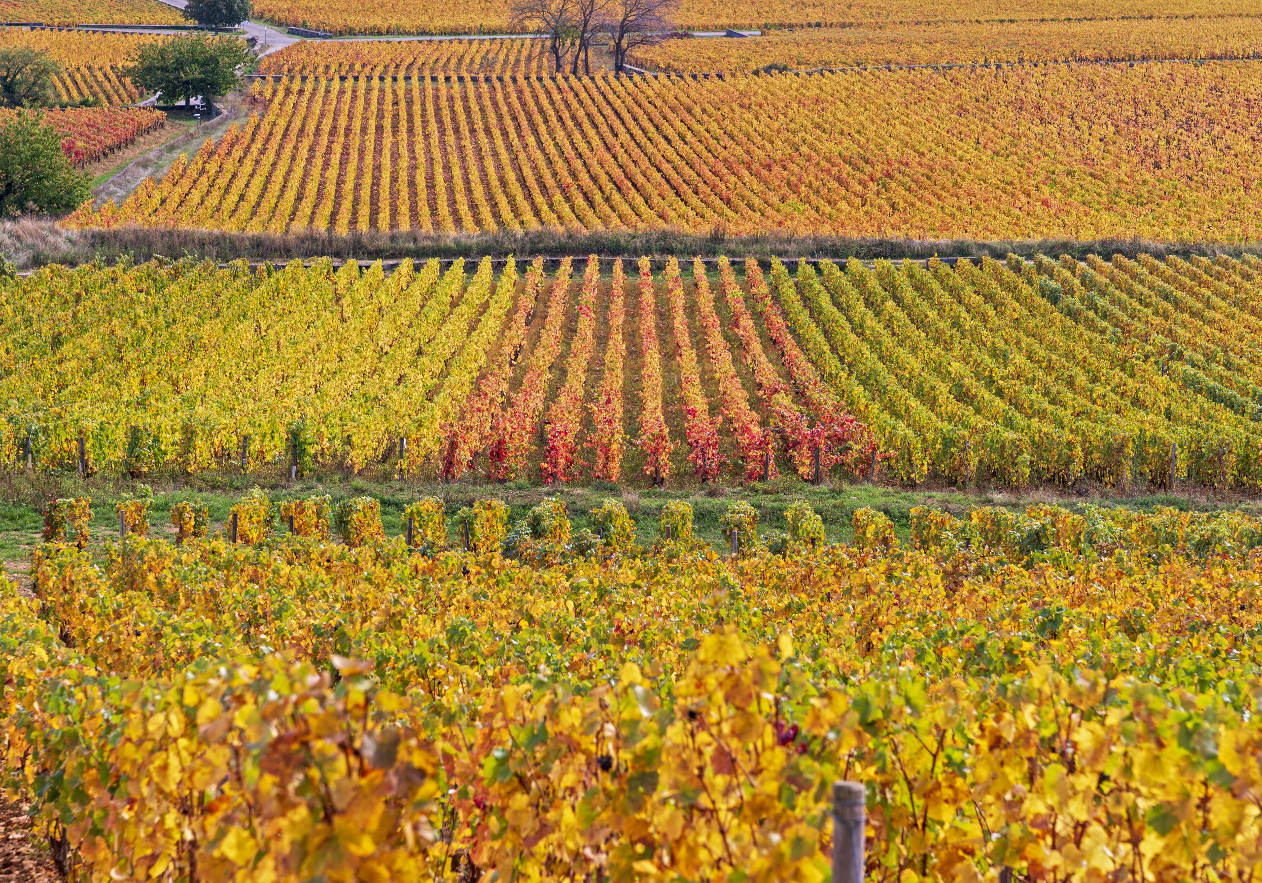 Bourgogne-Franche-Comté