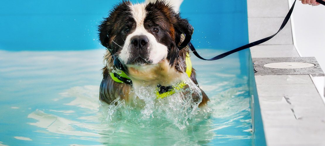 hydrotherapie voor honden