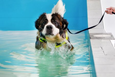 hydrotherapie voor honden