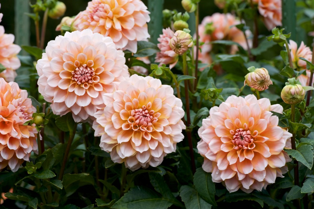 kleurrijke bloementuin