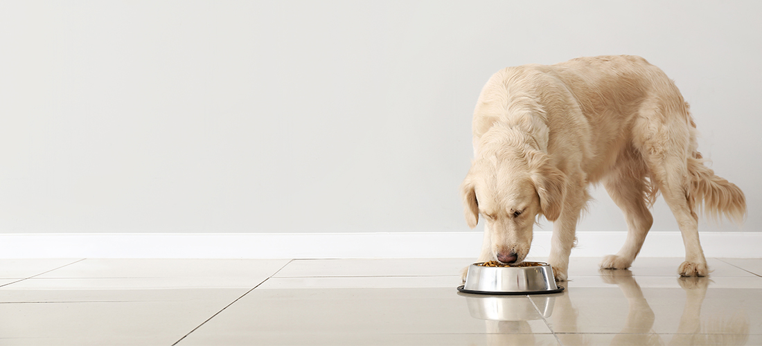 koken voor je hond